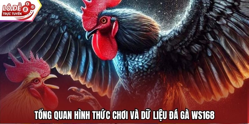Tổng quan hình thức chơi và dữ liệu đá gà WS168